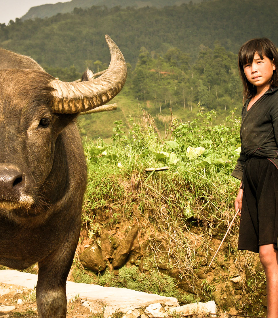 Vietnam QU allg. Sapa Stier und Mächen