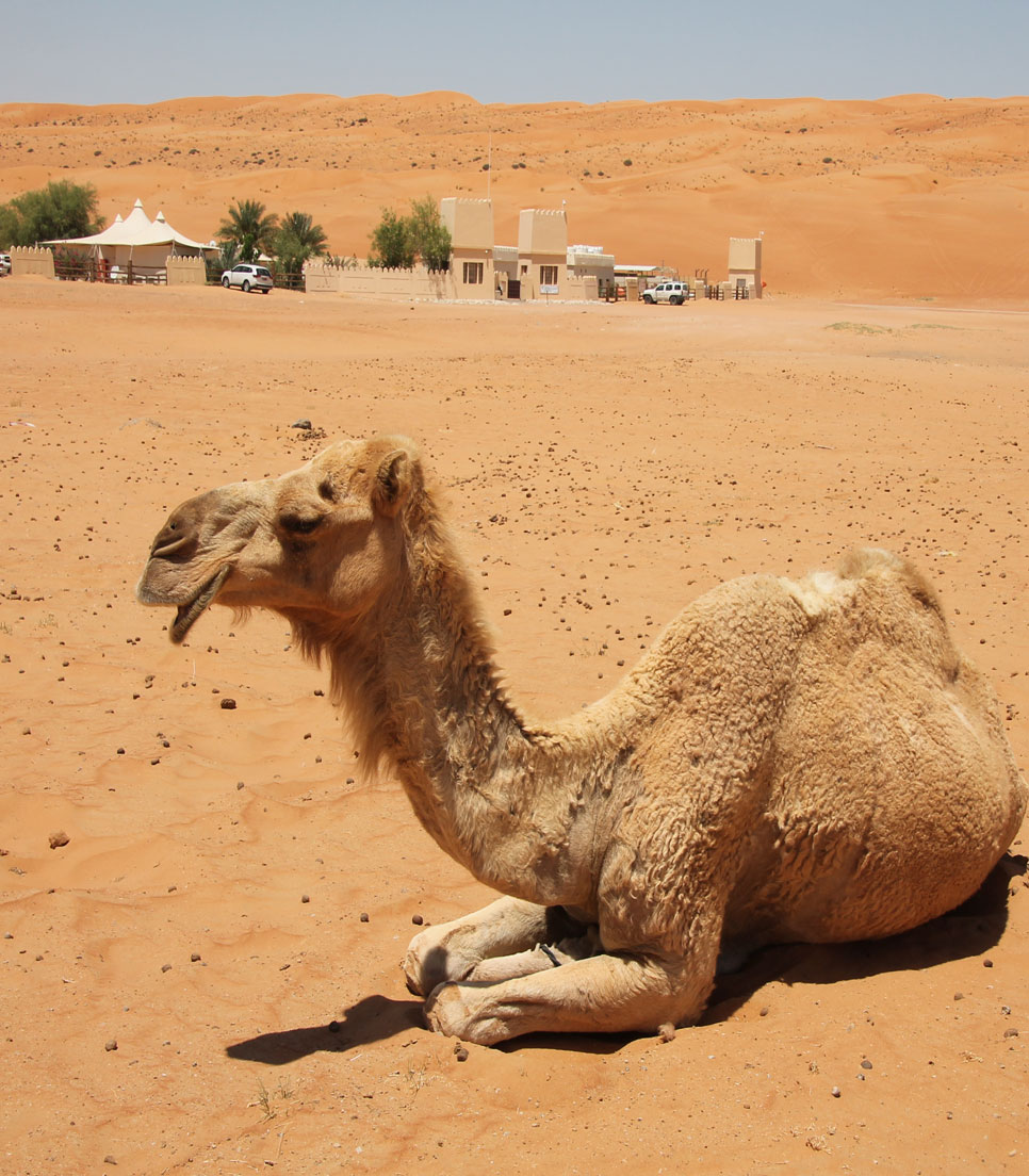 Oman QU Kamel Wüste