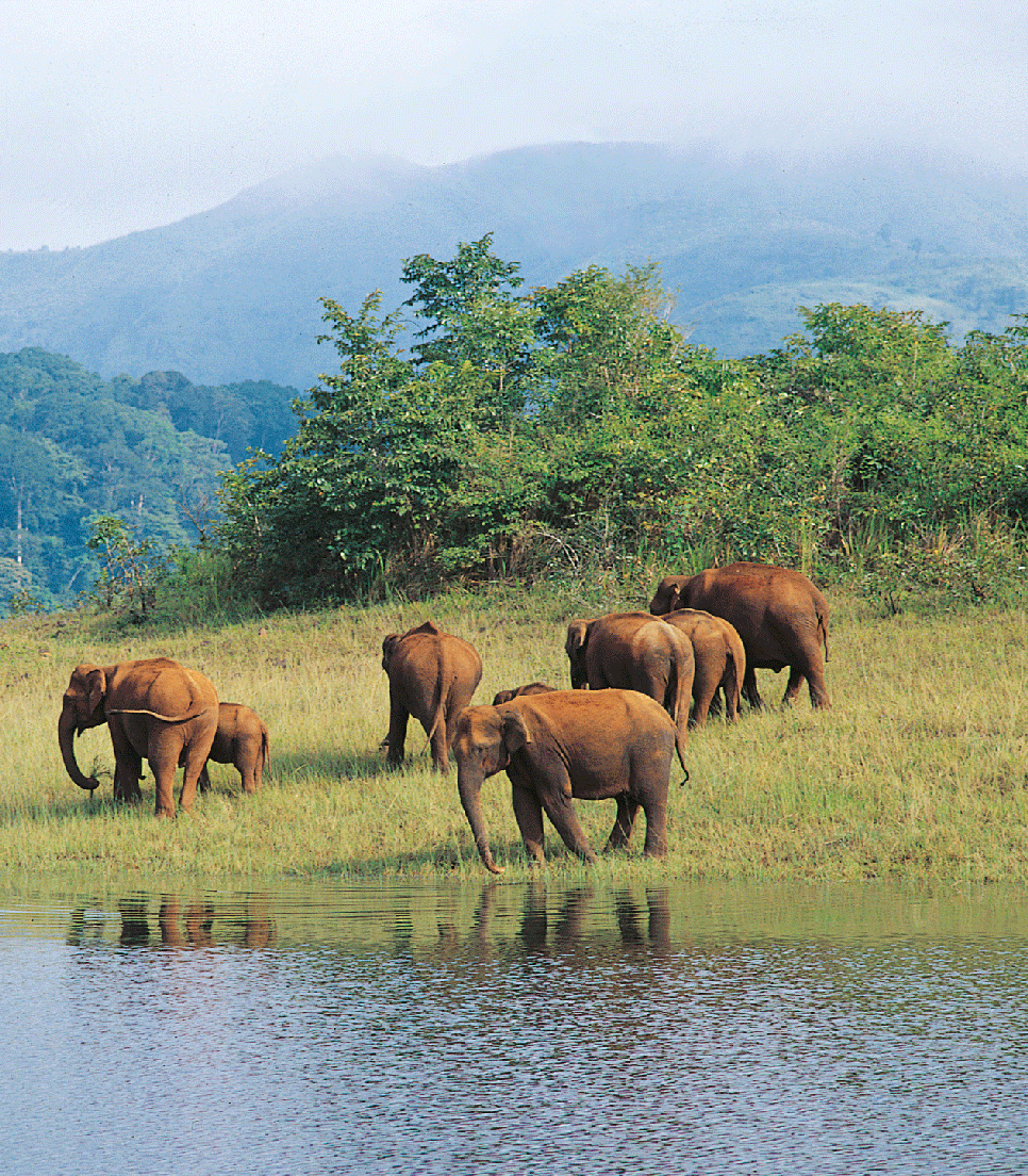 Indien - Elefanten