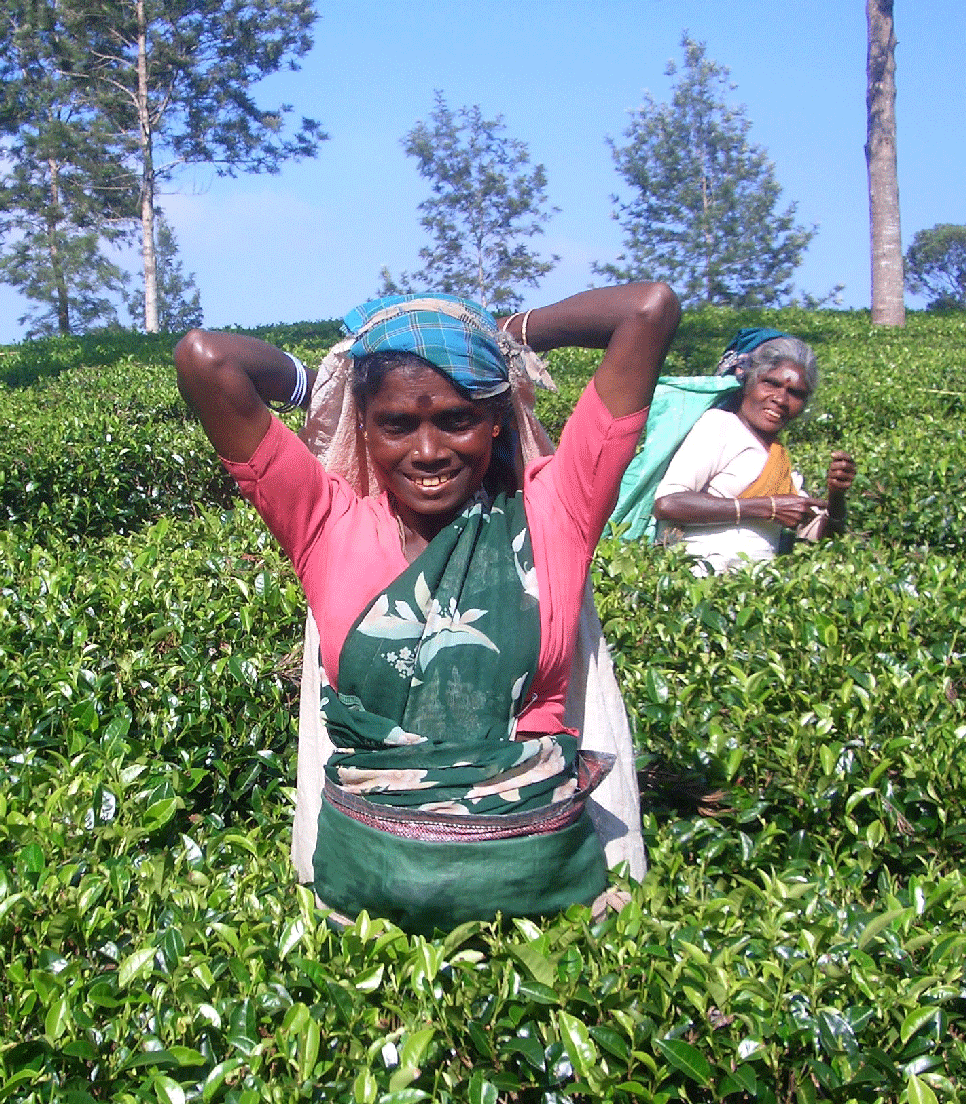 Sri Lanka Tee Pflückerin2