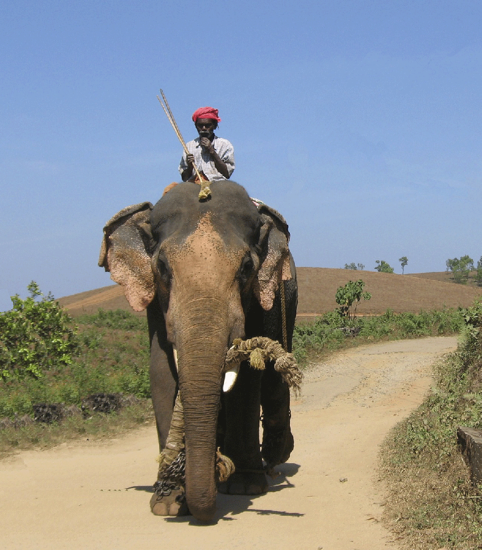 Indien - Mann auf Elefant