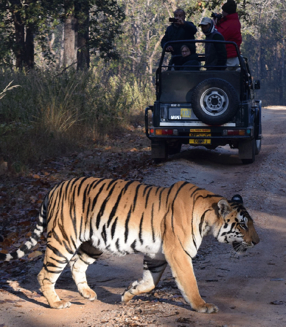 Indien - Tiger