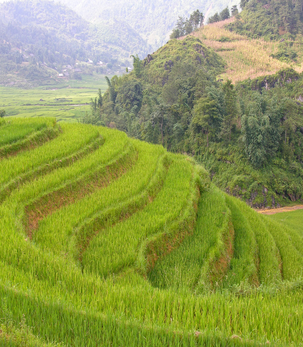 Vietnam QU allg. Sapa Reisfelder