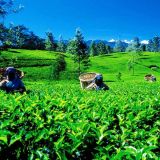 Sri Lanka, Teeplantage - Foto: Sri Lanka Tourism Promotion B