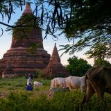 Bagan, Foto: © S.Scherz