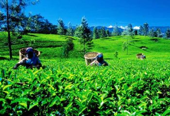 Sri Lanka, Teeplantage - Foto: Sri Lanka Tourism Promotion B