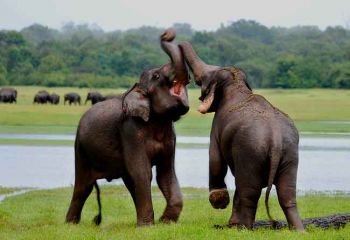 Sri Lanka, Kandy - Foto: Sri Lanka Tourism Promotion Bureau