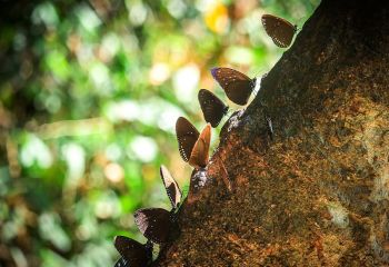 Thailand - allg. Khao Yai Nationalpark 800 x 600