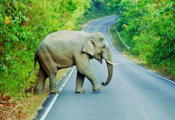 Thailand - allg. Khao Yai Nationalpark 800 x 600 1