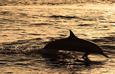 Sri Lanka, Delphin, Foto:Sri Lanka - Botschaft.de, multimedi