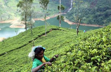 Sri Lanka, Teepflücker - Foto: Sri Lanka Tourism Promotion B