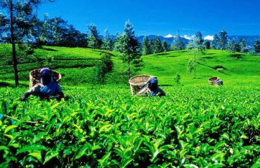 Sri Lanka, Teeplantage - Foto: Sri Lanka Tourism Promotion B