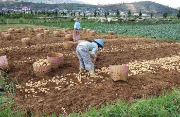 Kartoffelernte Dieng-Plateau, Foto: wikip., user: Midori