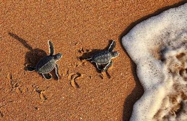 Ras Al Jinz Turtle Reserve, Foto: © Hotel