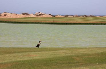 Almouj Golf Club, Foto: © golfasien.de
