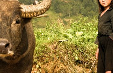 Sapa Stier und Mädchen Foto: ©pixabay