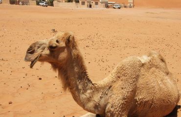 Oman Wüste Kamel Foto: © Golfplatz