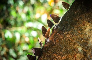 Khao Yai Nationalpark, Foto: Pixabay