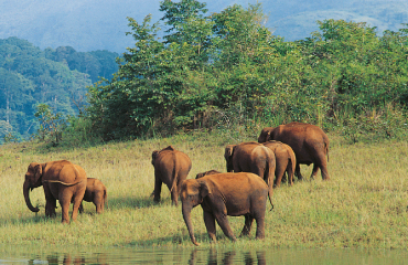 Indien Elefanten-  © Kerala Tourism