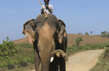 Indien - Mann auf Elefant © pixabay