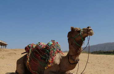 Indien - Pushkar Kamel © Pixabay
