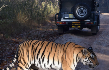 Indien - Tiger © Pixabay