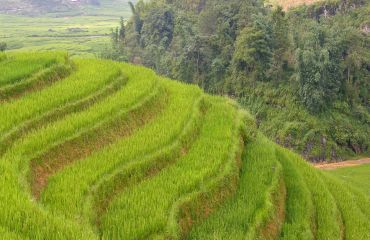 Sapa Reisfelder Foto: ©pixabay