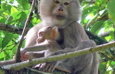 Khao Yai Nationalpark, Foto: Pixabay