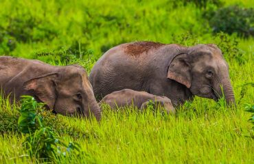 Khao Yai Nationalpark, Foto: Pixabay