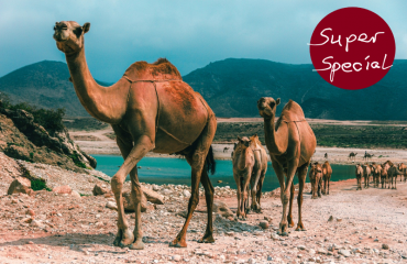 Oman Oase Kamele, Foto: © Pixabay