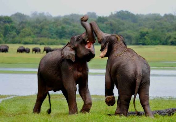 Sri Lanka, Kandy - Foto: Sri Lanka Tourism Promotion Bureau