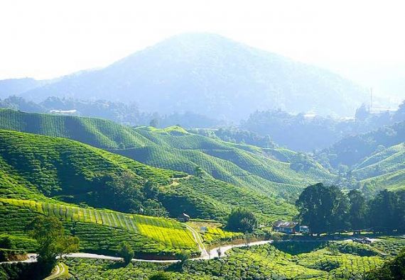 Cameron Highlands, Foto: pixabay