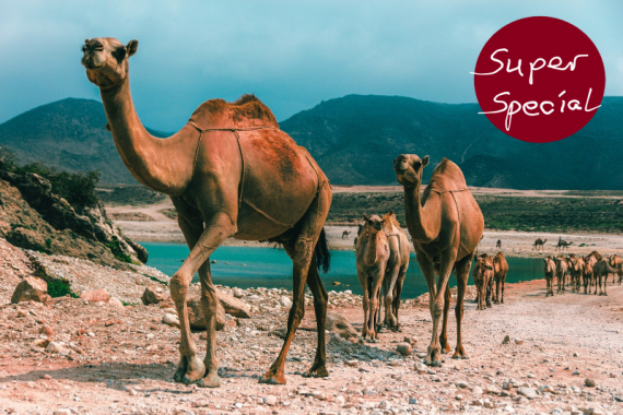 Oman Oase Kamele, Foto: © Pixabay
